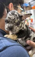 Freckles, a male French Bulldog for sale in Homestead, FL – Photo 4 of 4
