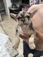 FATHERS DAY SALE ***Goliath***, a male French Bulldog for sale in Homestead, FL – 7 of 9