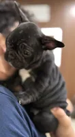 Oreo, a female French Bulldog for sale in Homestead, FL – Photo 2 of 5