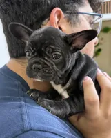 Oreo, a female French Bulldog for sale in Homestead, FL – Photo 5 of 5