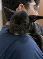 Oreo, a female French Bulldog for sale in Homestead, FL – Photo 3 of 5
