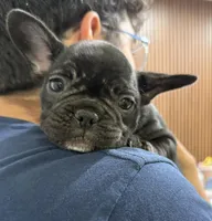 Oreo, a female French Bulldog for sale in Homestead, FL – Photo 1 of 5