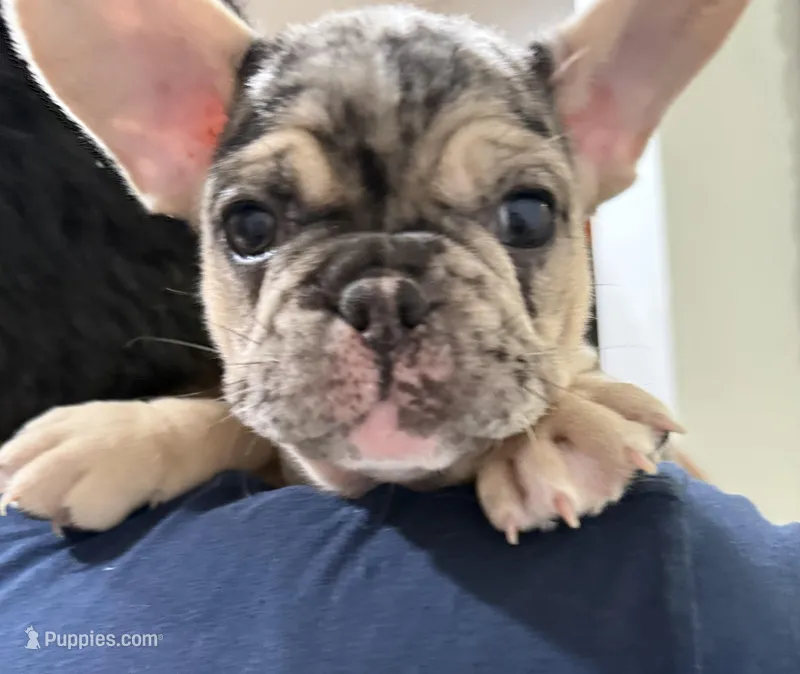 Goliath – French Bulldog puppy for sale in Homestead, FL