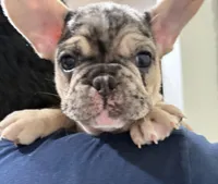 Goliath, a male French Bulldog for sale in Homestead, FL – Photo 1 of 6