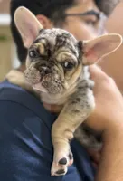 Goliath, a male French Bulldog for sale in Homestead, FL – Photo 6 of 6