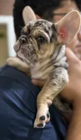 Goliath, a male French Bulldog for sale in Homestead, FL – Photo 4 of 6