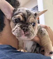 Goliath, a male French Bulldog for sale in Homestead, FL – Photo 3 of 6