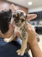 Goliath, a male French Bulldog for sale in Homestead, FL – Photo 5 of 6