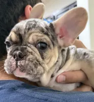 Goliath, a male French Bulldog for sale in Homestead, FL – Photo 2 of 6