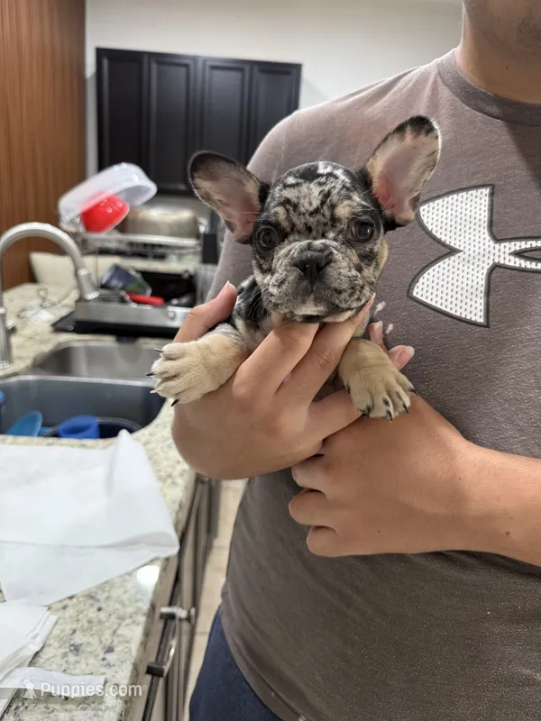 Freckles – French Bulldog puppy for sale in Homestead, FL