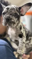 Jaws, a male French Bulldog for sale in Homestead, FL – Photo 3 of 6