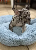 Jaws, a male French Bulldog for sale in Homestead, FL – Photo 2 of 6