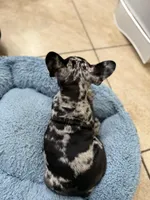 Jaws, a male French Bulldog for sale in Homestead, FL – Photo 6 of 6