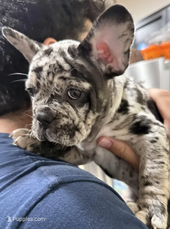 Jaws – French Bulldog puppy for sale in Homestead, FL