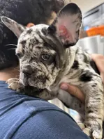 Jaws, a male French Bulldog for sale in Homestead, FL – Photo 1 of 6