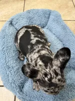 Jaws, a male French Bulldog for sale in Homestead, FL – Photo 5 of 6