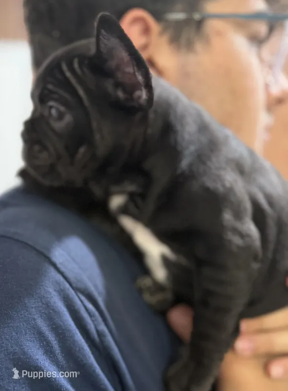 Stormy – French Bulldog puppy for sale in Homestead, FL