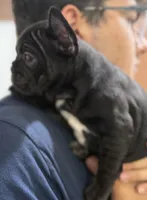 Stormy, a female French Bulldog for sale in Homestead, FL – Photo 1 of 7