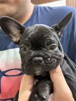 Stormy, a female French Bulldog for sale in Homestead, FL – Photo 7 of 7