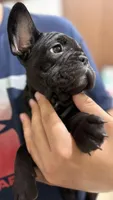 Stormy, a female French Bulldog for sale in Homestead, FL – Photo 3 of 7