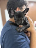 Stormy, a female French Bulldog for sale in Homestead, FL – Photo 6 of 7