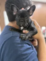 Stormy, a female French Bulldog for sale in Homestead, FL – Photo 2 of 7