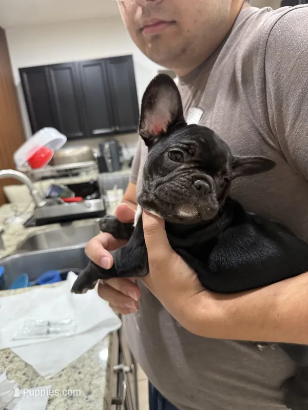 Oreo – French Bulldog puppy for sale in Homestead, FL
