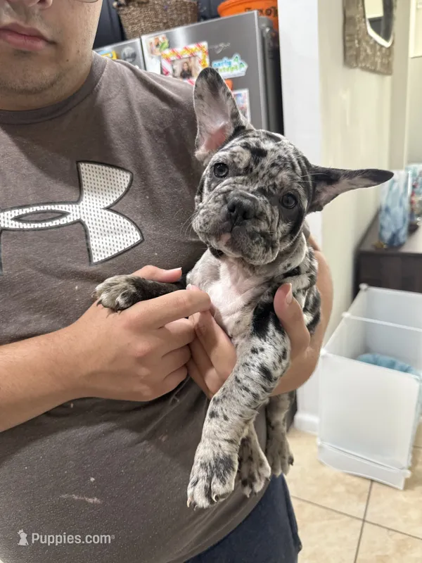 Jaws – French Bulldog puppy for sale in Homestead, FL