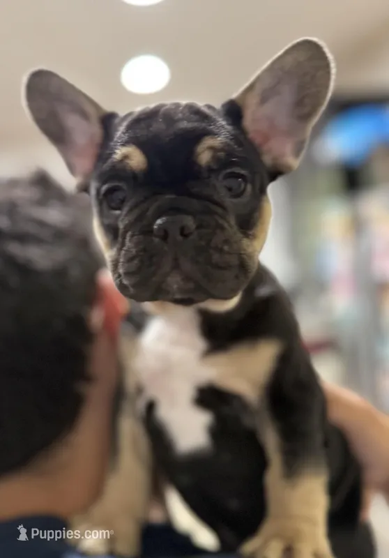 Shadow – French Bulldog puppy for sale in Homestead, FL