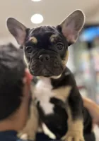 Shadow, a male French Bulldog for sale in Homestead, FL – Photo 1 of 6