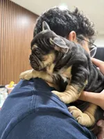 Shadow, a male French Bulldog for sale in Homestead, FL – Photo 6 of 6