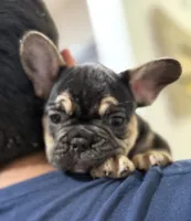 Shadow, a male French Bulldog for sale in Homestead, FL – Photo 2 of 6