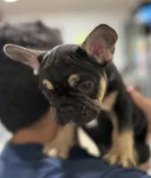 Shadow, a male French Bulldog for sale in Homestead, FL – Photo 3 of 6