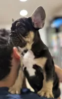 Shadow, a male French Bulldog for sale in Homestead, FL – Photo 5 of 6