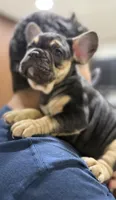 Shadow, a male French Bulldog for sale in Homestead, FL – Photo 4 of 6