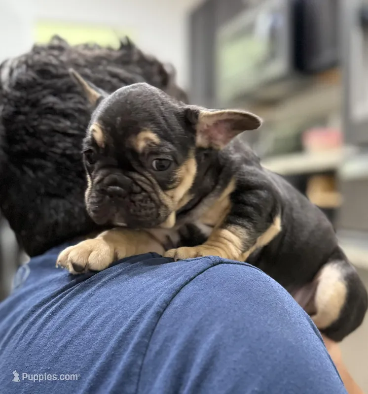 Diesel – French Bulldog puppy for sale in Homestead, FL