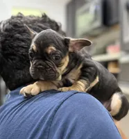 Diesel, a male French Bulldog for sale in Homestead, FL – Photo 1 of 4