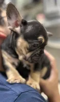 Diesel, a male French Bulldog for sale in Homestead, FL – Photo 3 of 4
