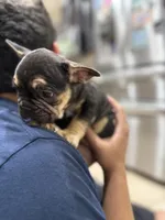 Diesel, a male French Bulldog for sale in Homestead, FL – Photo 4 of 4