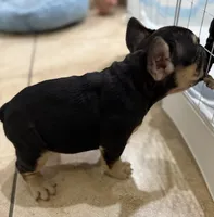Diesel, a male French Bulldog for sale in Homestead, FL – Photo 2 of 4