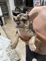 FATHERS DAY SALE ***Goliath***, a male French Bulldog for sale in Homestead, FL – 9 of 9