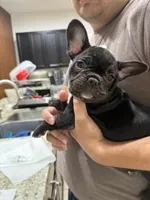 FATHERS DAY SALE ***Oreo***, a female French Bulldog for sale in Homestead, FL – 7 of 7