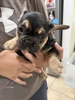FATHER DAY SALE ***Diesel***, a male French Bulldog for sale in Homestead, FL – 6 of 8
