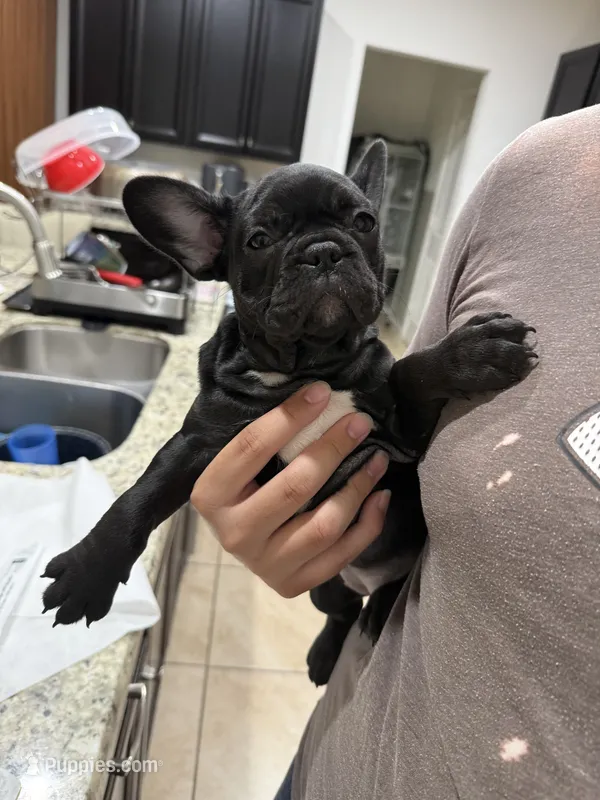 Stormy – French Bulldog puppy for sale in Homestead, FL