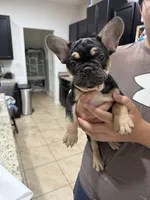 FATHER DAY SALE ***Shadow***, a male French Bulldog for sale in Homestead, FL – 7 of 7
