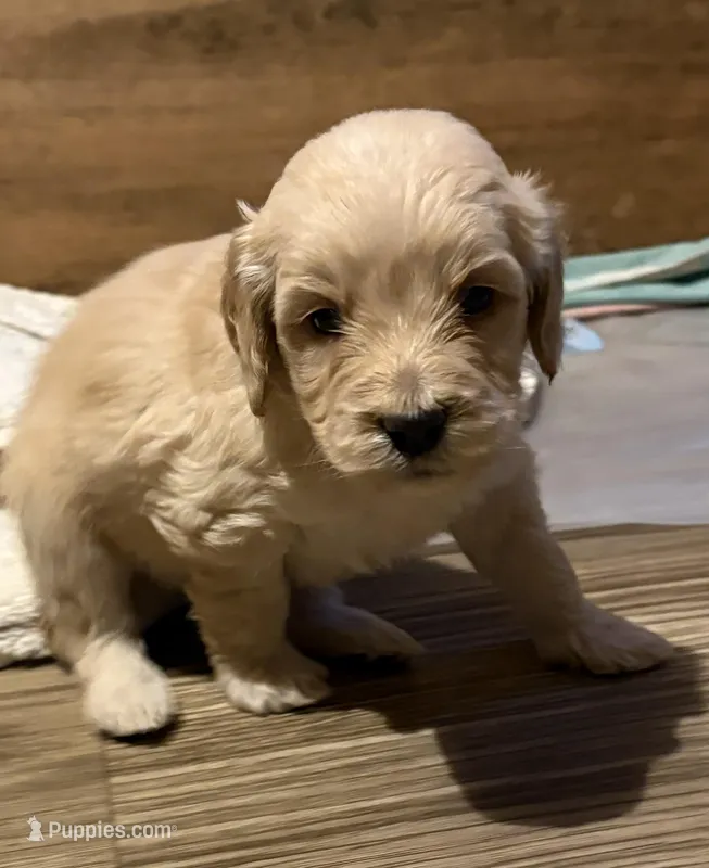 Bella – Double Doodle puppy for sale in Farmington, ME