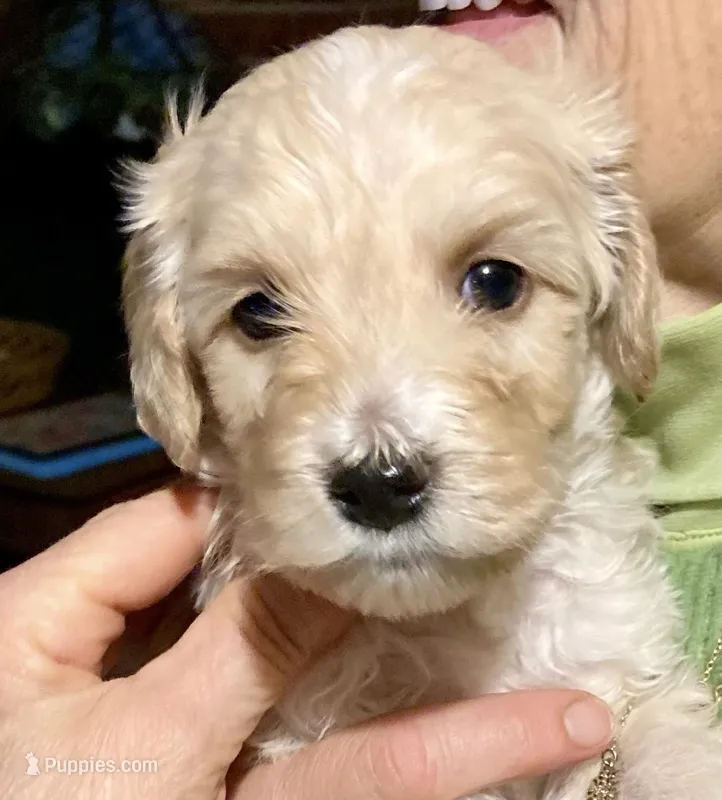 Ollie – Double Doodle puppy for sale in Farmington, ME