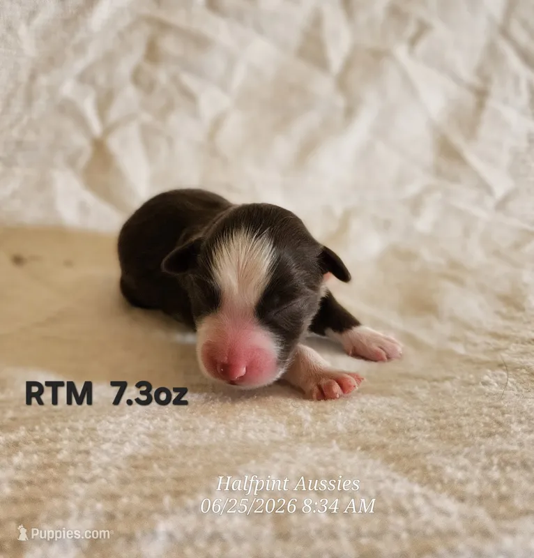 Dusk – Toy Australian Shepherd puppy for sale in Snowflake, AZ