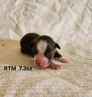 Dusk, a male Toy Australian Shepherd for sale in Snowflake, AZ – 1 of 1
