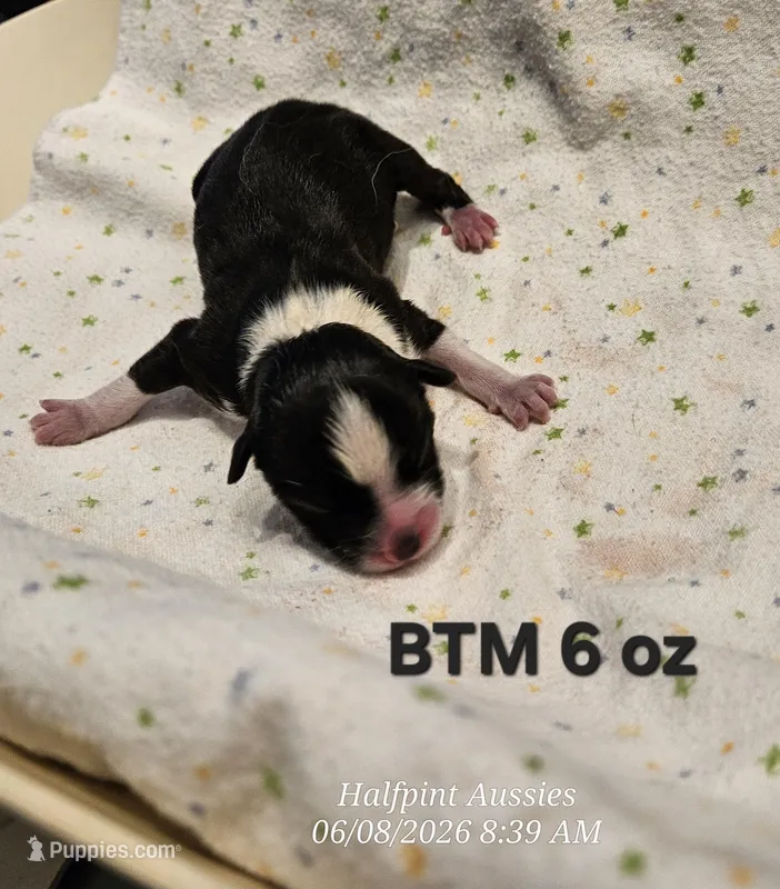Sammy – Toy Australian Shepherd puppy for sale in Snowflake, AZ